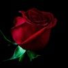 rose370